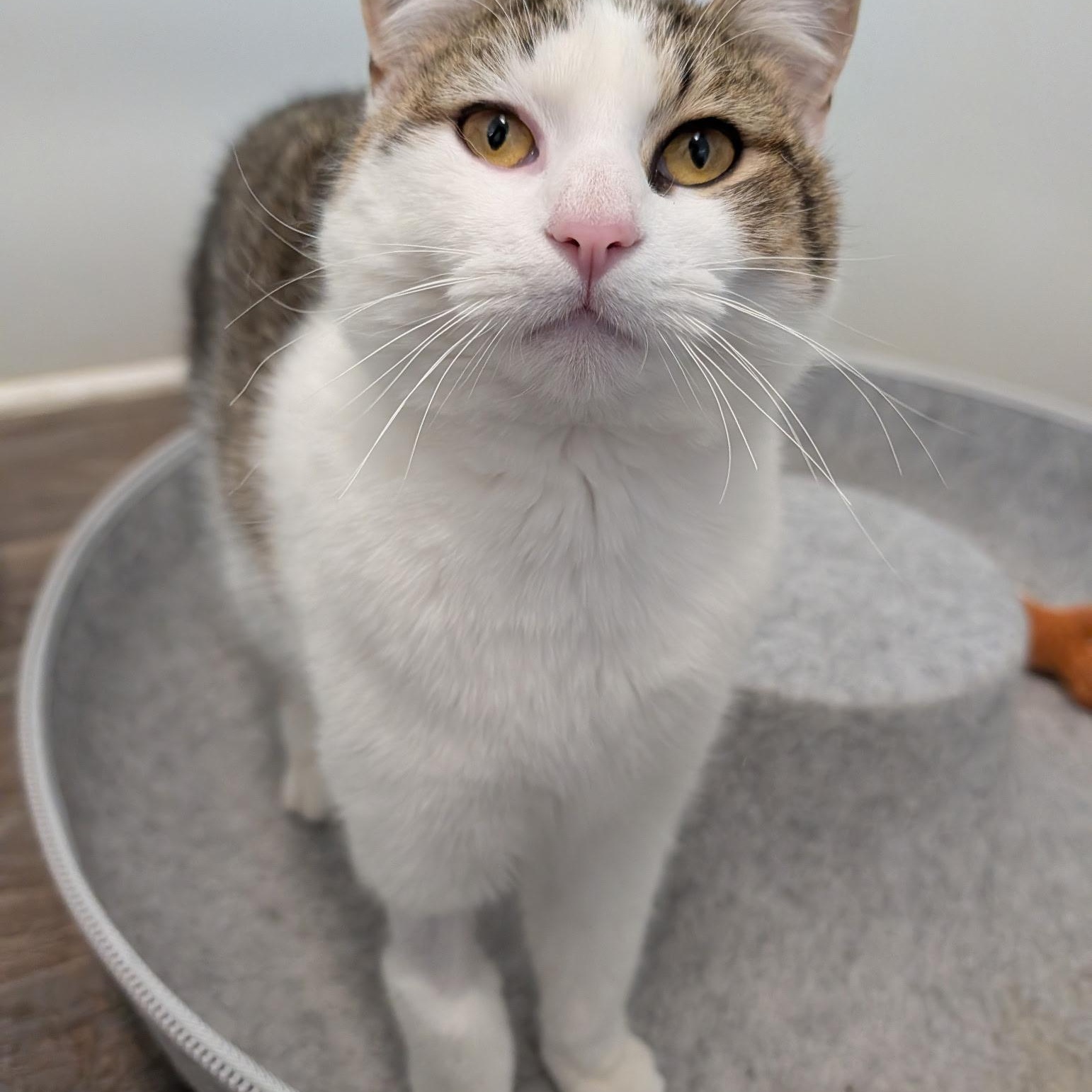 Enlarge Churro, an adopted Domestic Short Hair in Waynesville, NC image 3/4