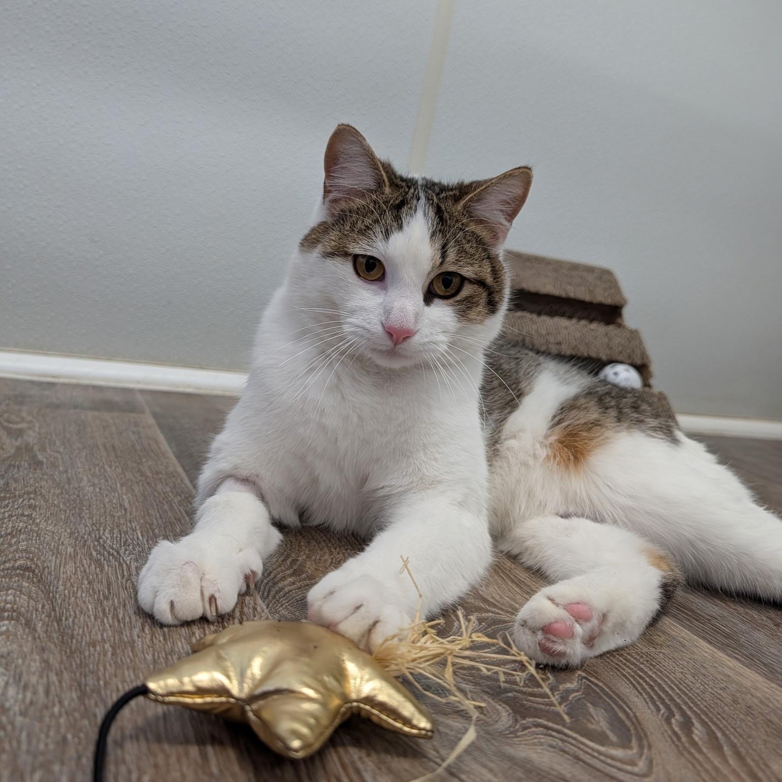 Enlarge Churro, an adopted Domestic Short Hair in Waynesville, NC image 4/4