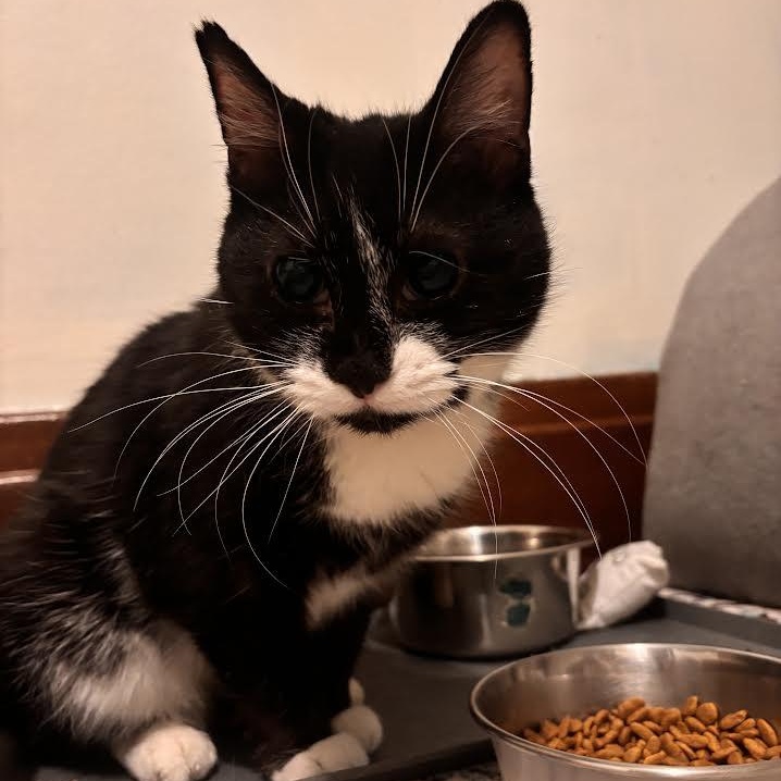 Enlarge Etta, a ADOPTABLE Domestic Short Hair in Buffalo, NY image 2/5