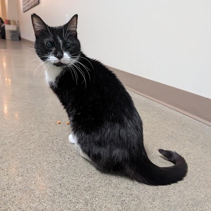 Enlarge Etta, a ADOPTABLE Domestic Short Hair in Buffalo, NY image 1/5