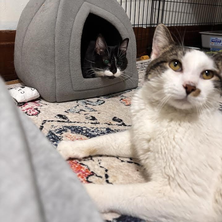 Enlarge Etta, a ADOPTABLE Domestic Short Hair in Buffalo, NY image 4/5