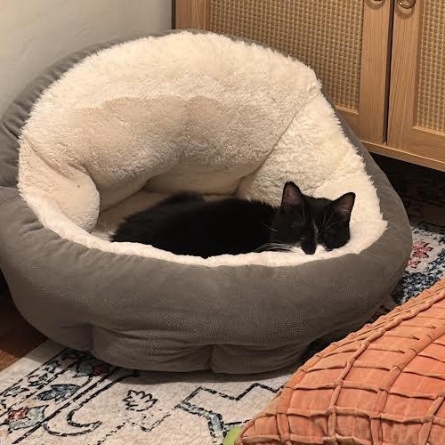 Enlarge Etta, a ADOPTABLE Domestic Short Hair in Buffalo, NY image 5/5