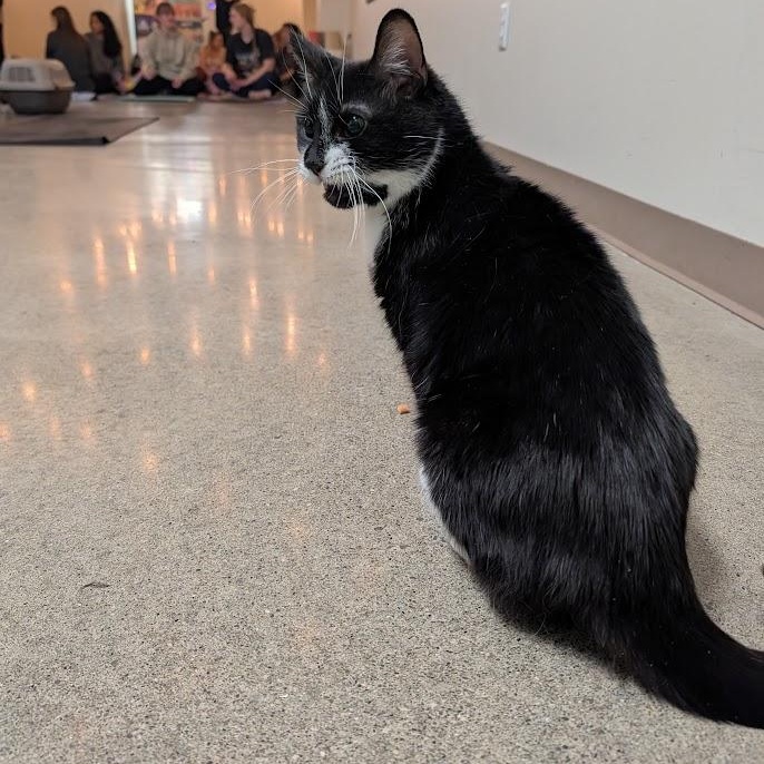 Enlarge Etta, a ADOPTABLE Domestic Short Hair in Buffalo, NY image 3/5