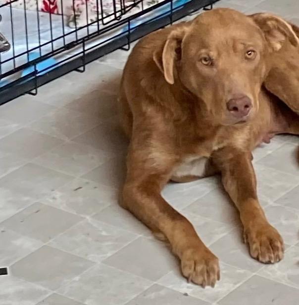 Mia, Adoptable, Young Female Labrador Retriever & Chesapeake Bay Retriever.