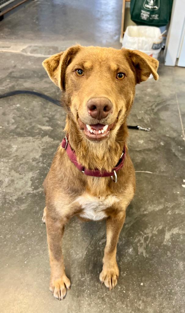 Mia, a Adoptable mixed breed in Saint James, MN image 2/5
