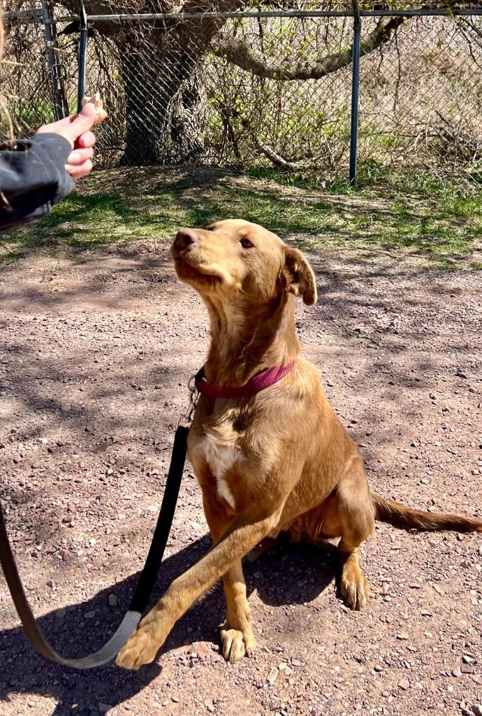 Mia, a Adoptable mixed breed in Saint James, MN image 3/5