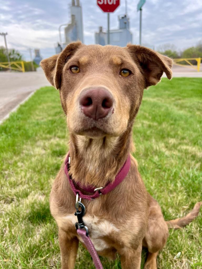 Mia, a Adoptable mixed breed in Saint James, MN image 4/5