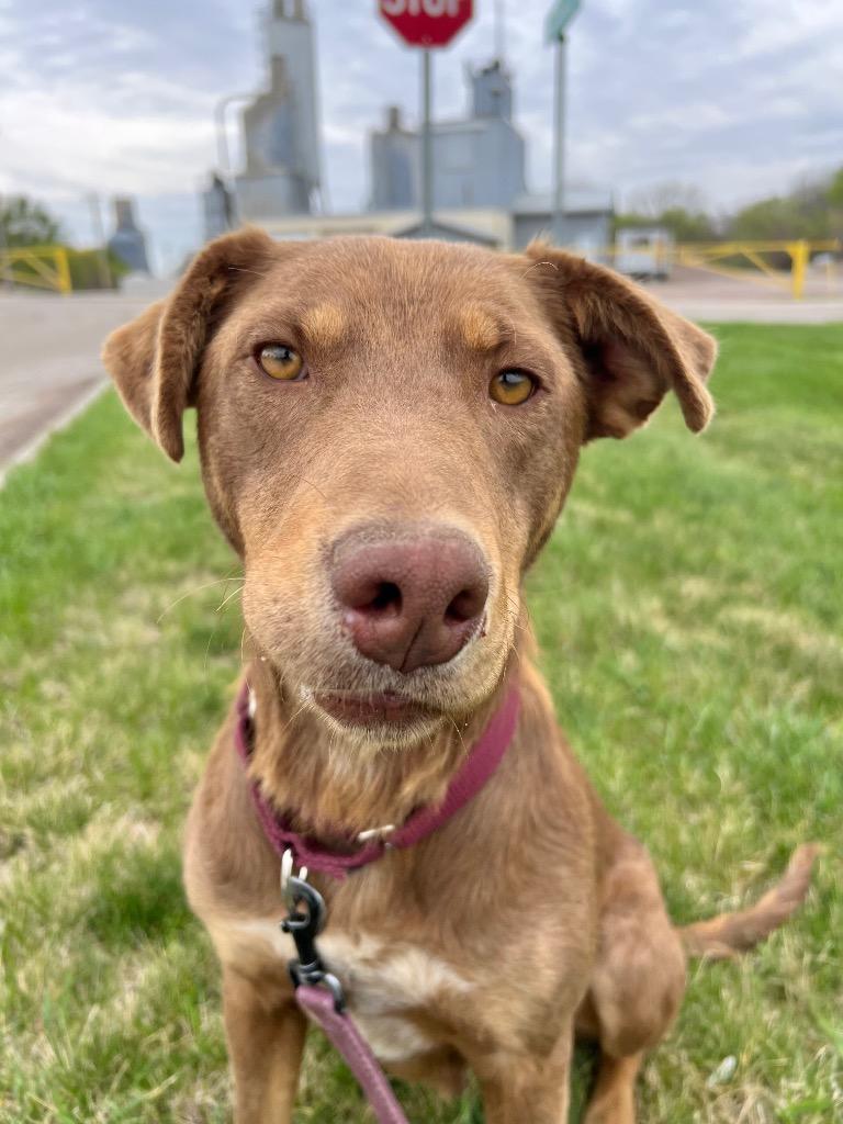 Mia, a Adoptable mixed breed in Saint James, MN image 5/5