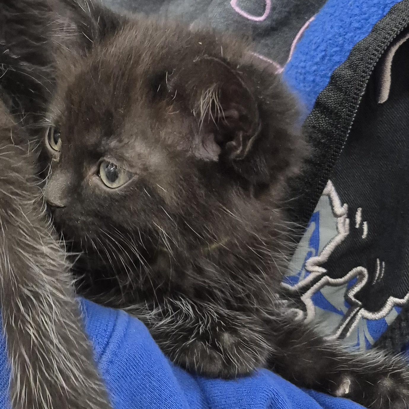 Enlarge KITTENS: Andromeda & Celestia, an adopted Domestic Short Hair in Alpharetta, GA image 1/6