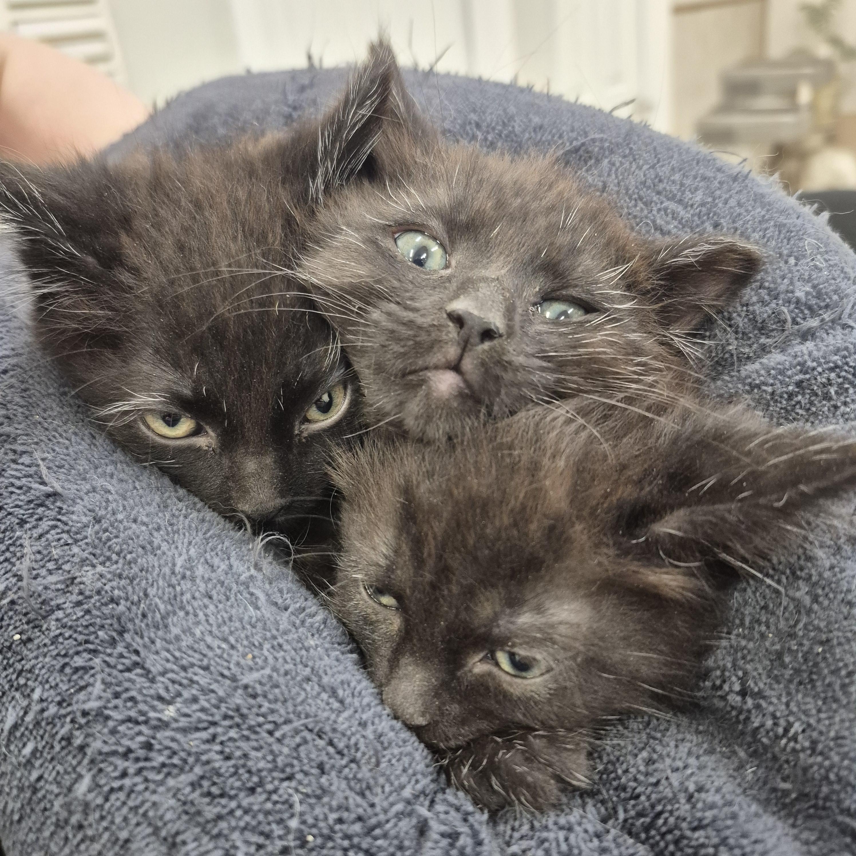 Enlarge KITTENS: Andromeda & Celestia, an adopted Domestic Short Hair in Alpharetta, GA image 2/6