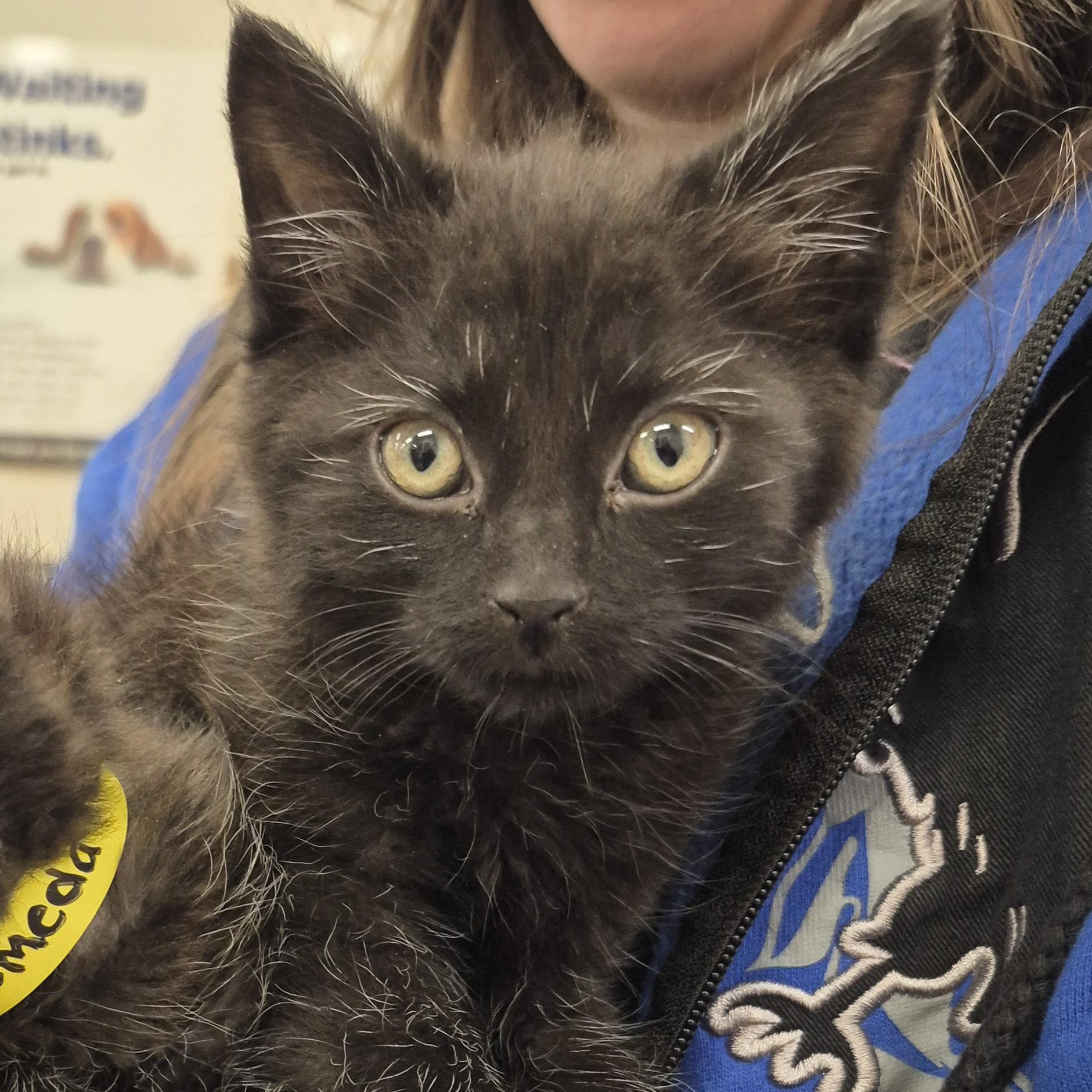 Enlarge KITTENS: Andromeda & Celestia, an adopted Domestic Short Hair in Alpharetta, GA image 3/6