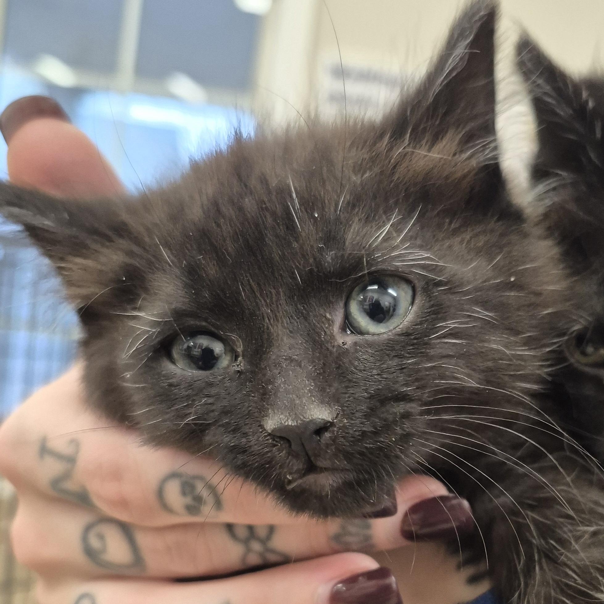 Enlarge KITTENS: Andromeda & Celestia, an adopted Domestic Short Hair in Alpharetta, GA image 4/6