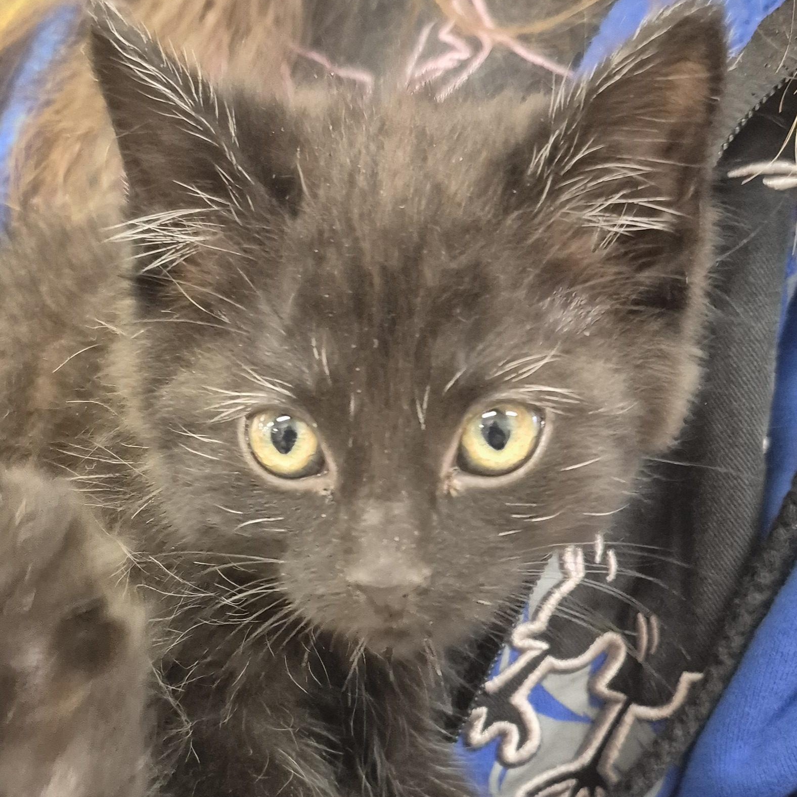 Enlarge KITTENS: Andromeda & Celestia, an adopted Domestic Short Hair in Alpharetta, GA image 5/6