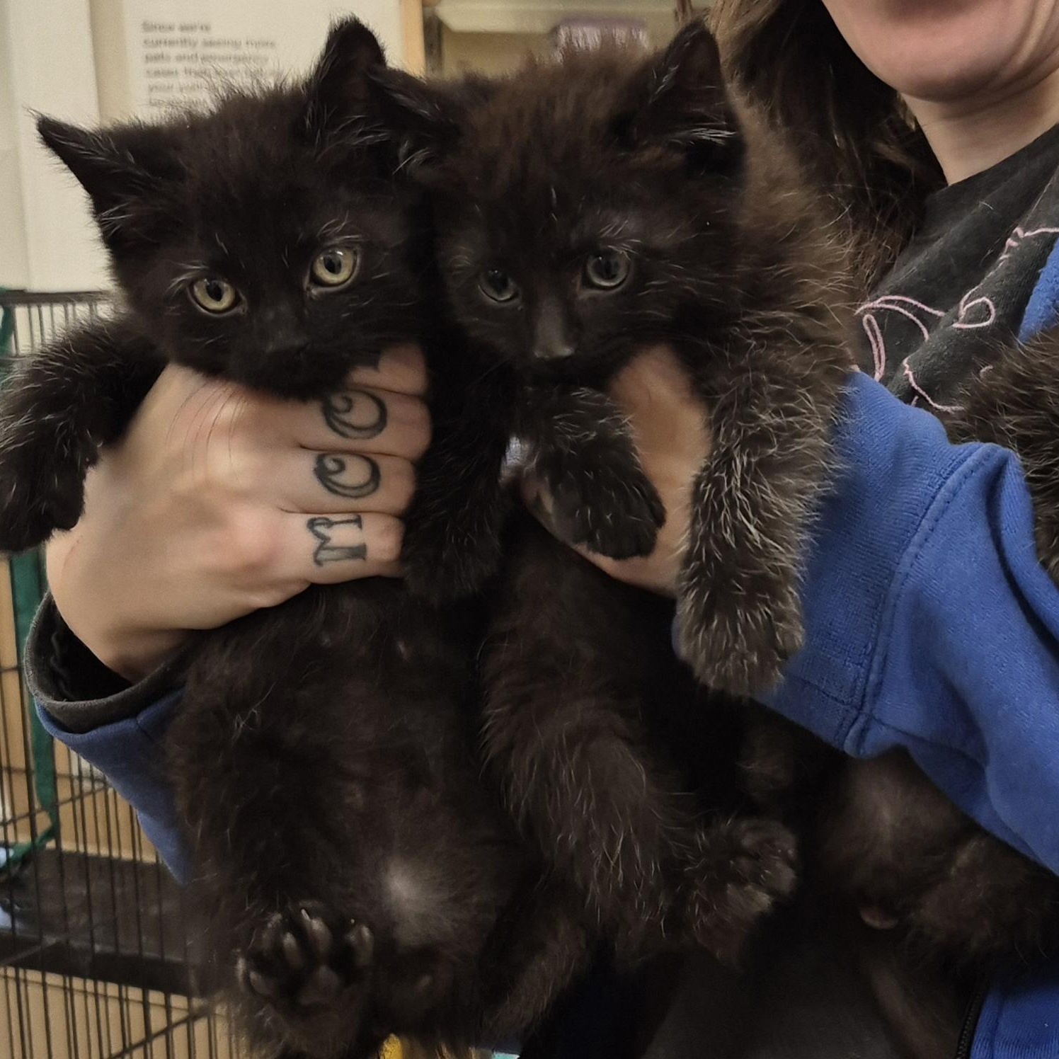 Enlarge KITTENS: Andromeda & Celestia, an adopted Domestic Short Hair in Alpharetta, GA image 6/6