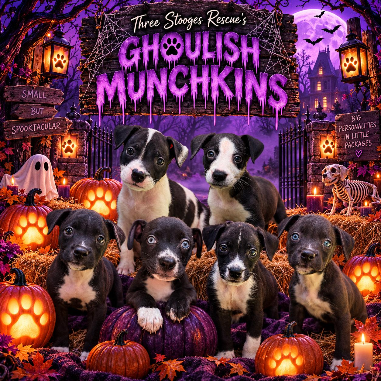 Enlarge Ghoulish Munchkins, a Adoptable mixed breed in Stuart, FL image 2/2