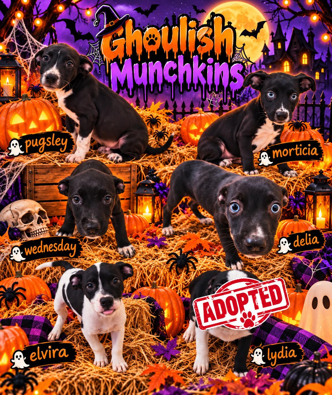 Ghoulish Munchkins, Adoptable, Puppy Female Mixed Breed.