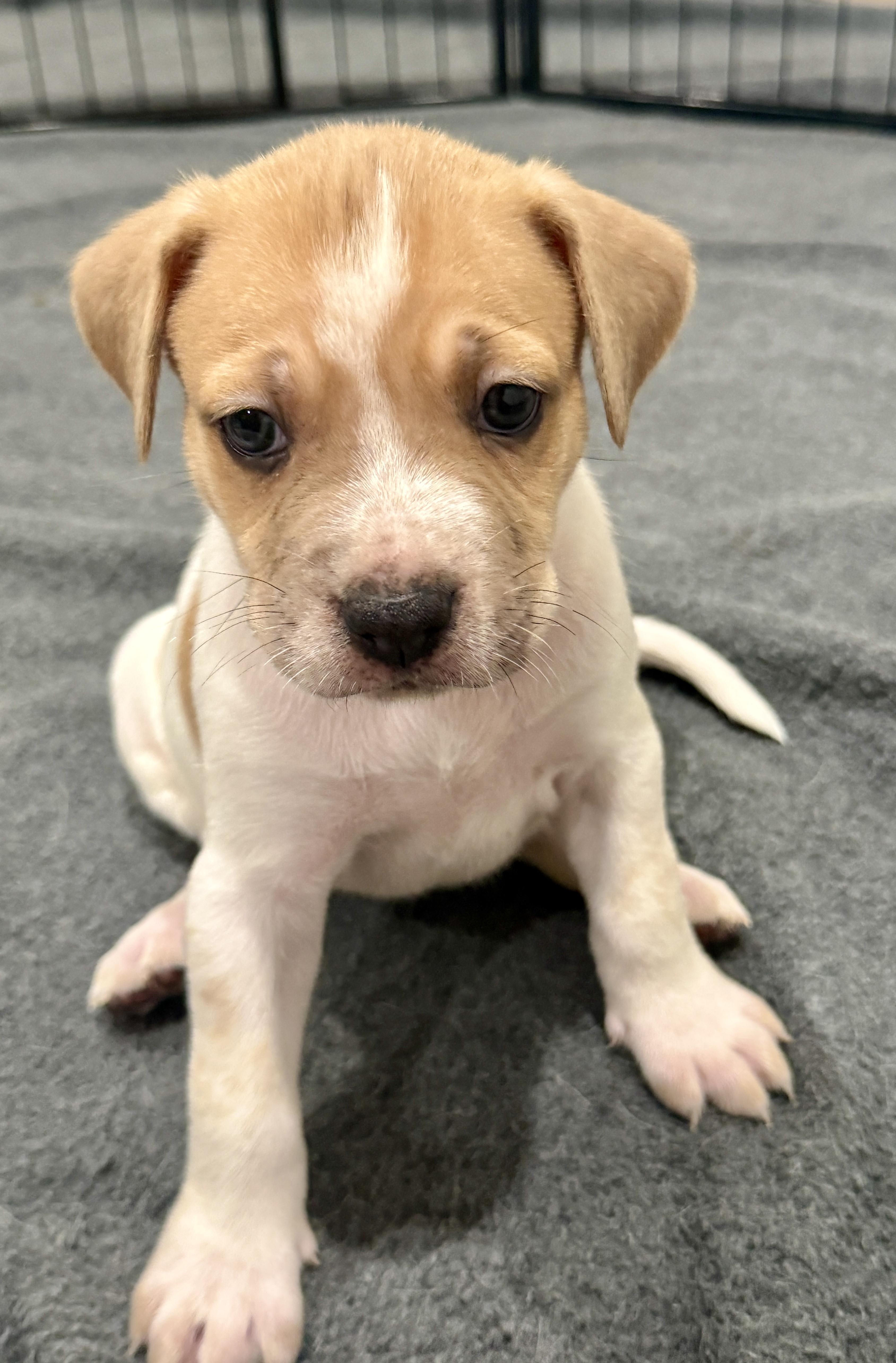 Enlarge Chaos, a Adopted mixed breed in Los angeles, CA image 1/1