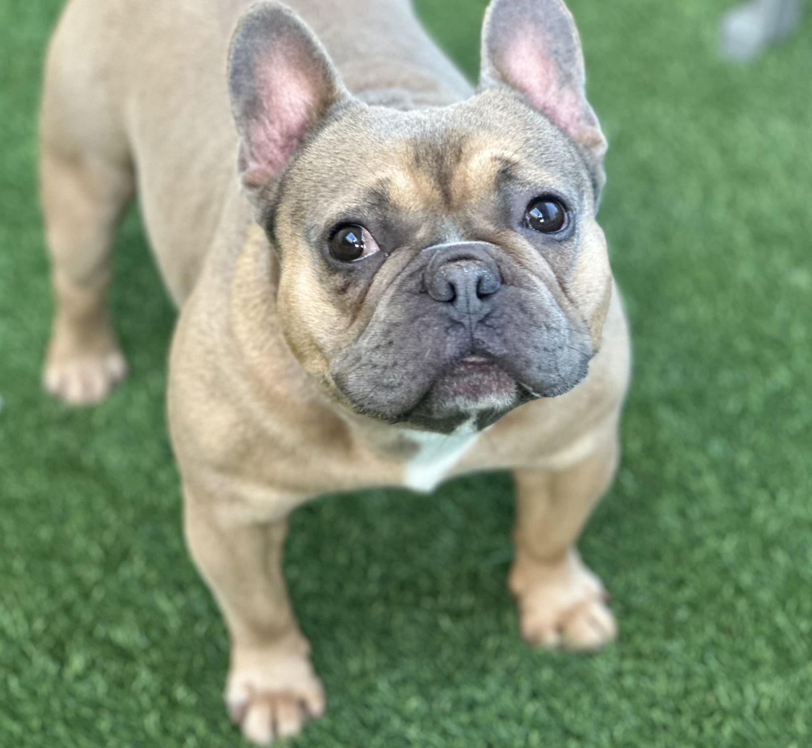 Enlarge Barley, a Adopted French Bulldog in Burlingame, CA image 1/2