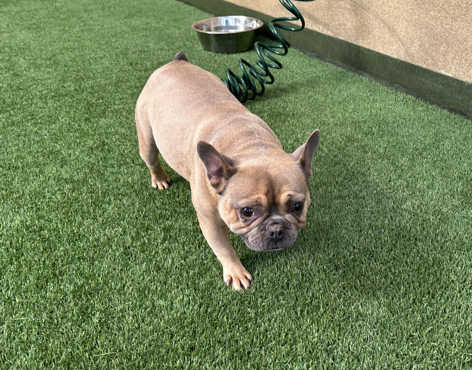 Enlarge Barley, a Adopted French Bulldog in Burlingame, CA image 2/2