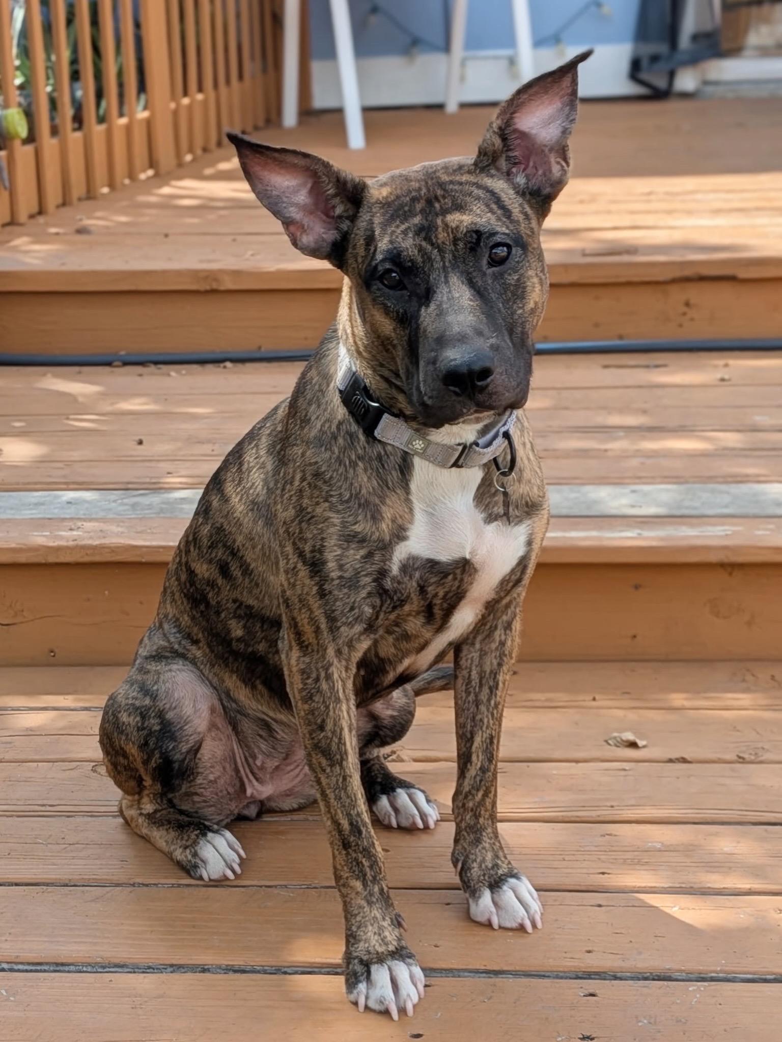 Enlarge Scarlet, a Adoptable mixed breed in Austin, TX image 2/3
