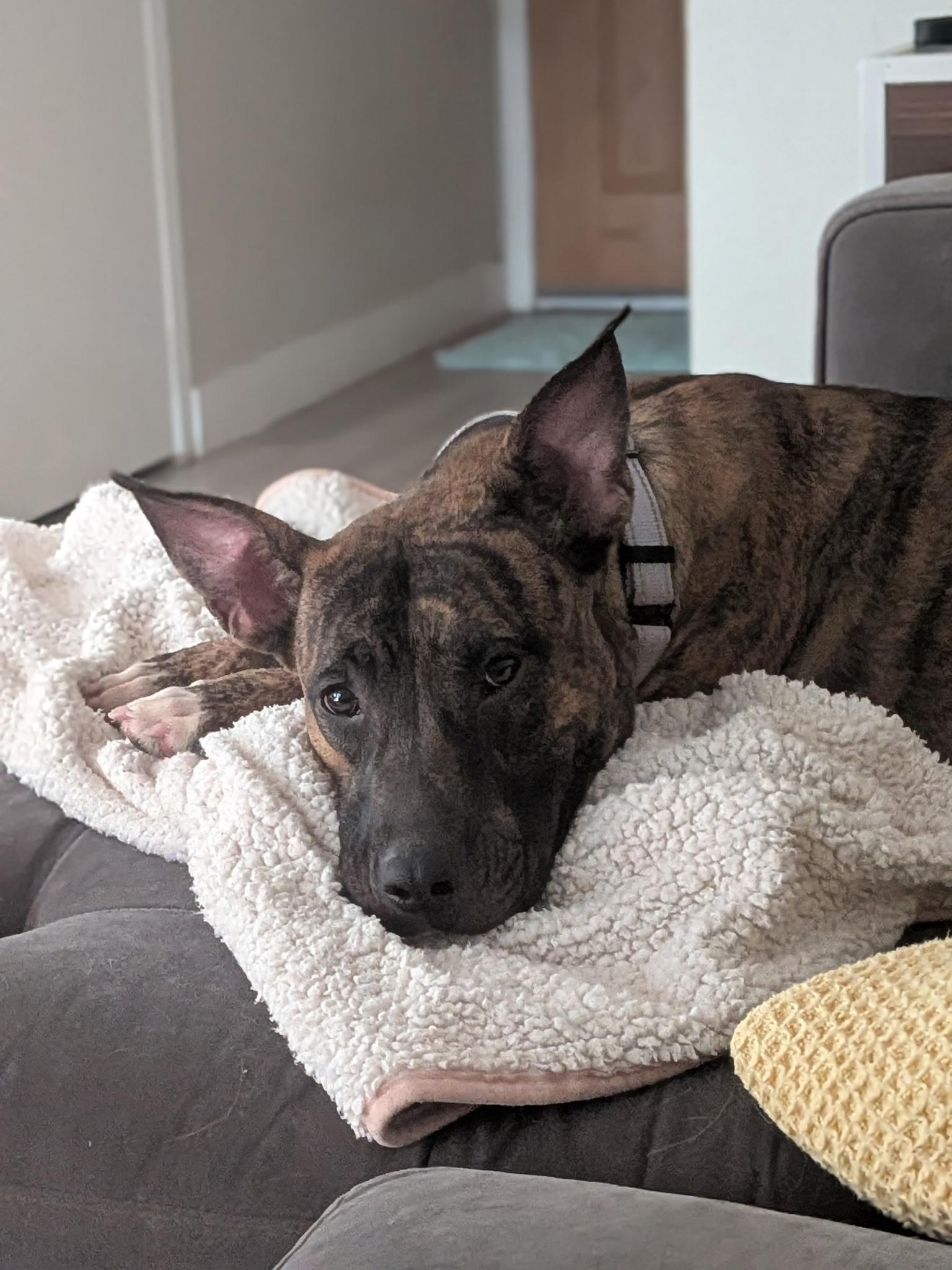 Enlarge Scarlet, a Adoptable mixed breed in Austin, TX image 3/3