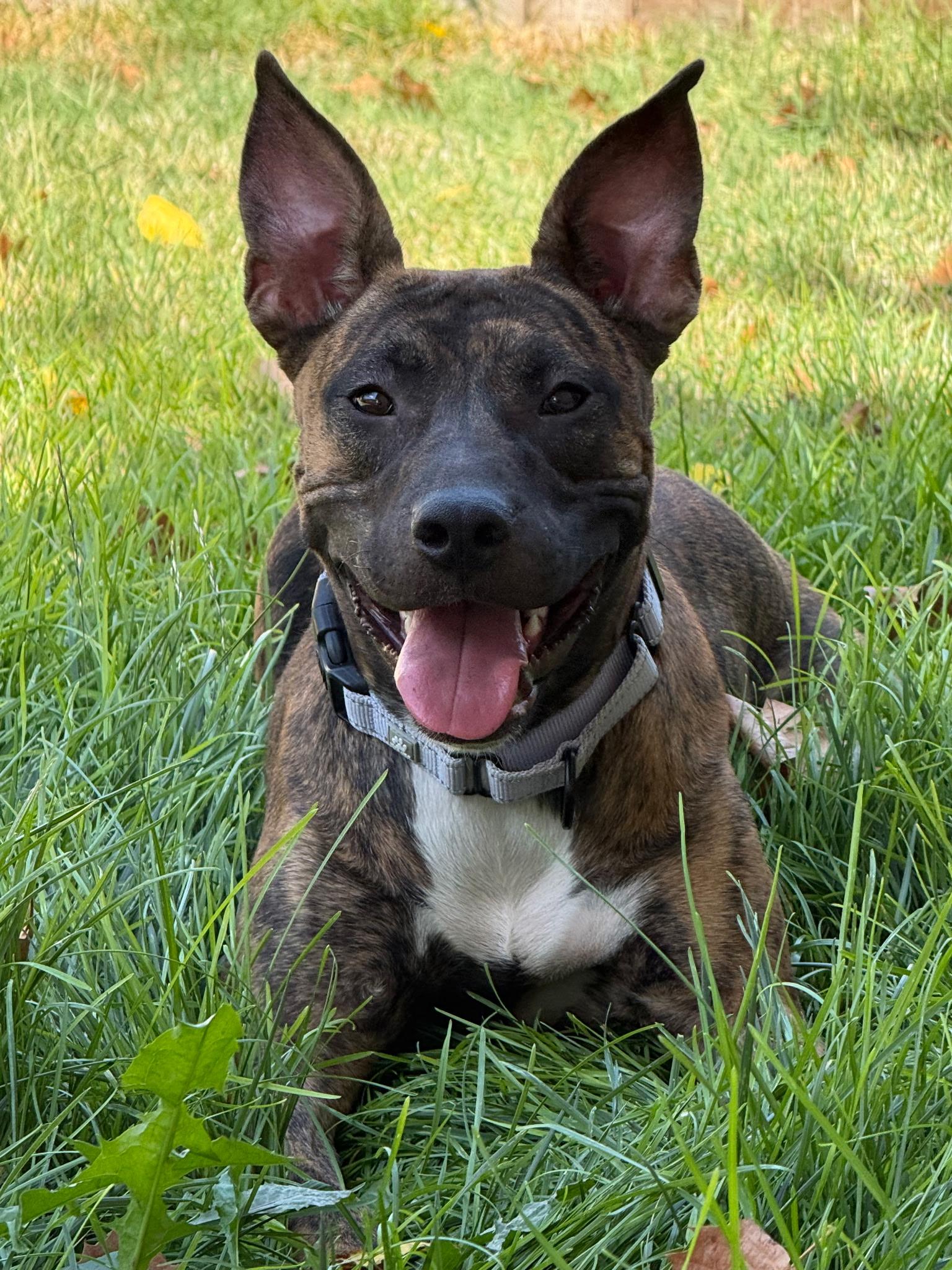 Scarlet, Adoptable, Young Female Pit Bull Terrier & Mixed Breed.