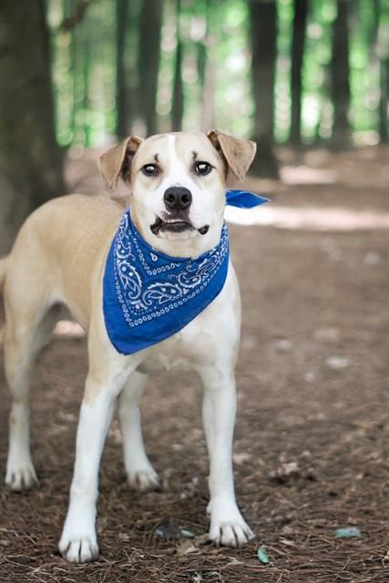 BLUEBELL, Adoptable, Young Female Pit Bull Terrier.