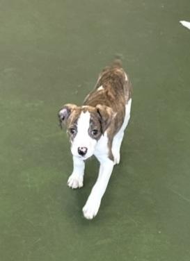 Enlarge Zane, a Adoptable mixed breed in Cheektowaga, NY image 2/6