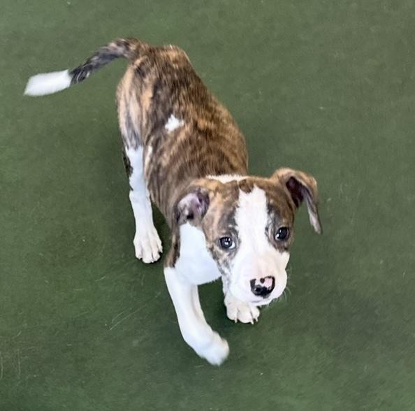 Enlarge Zane, a Adoptable mixed breed in Cheektowaga, NY image 6/6