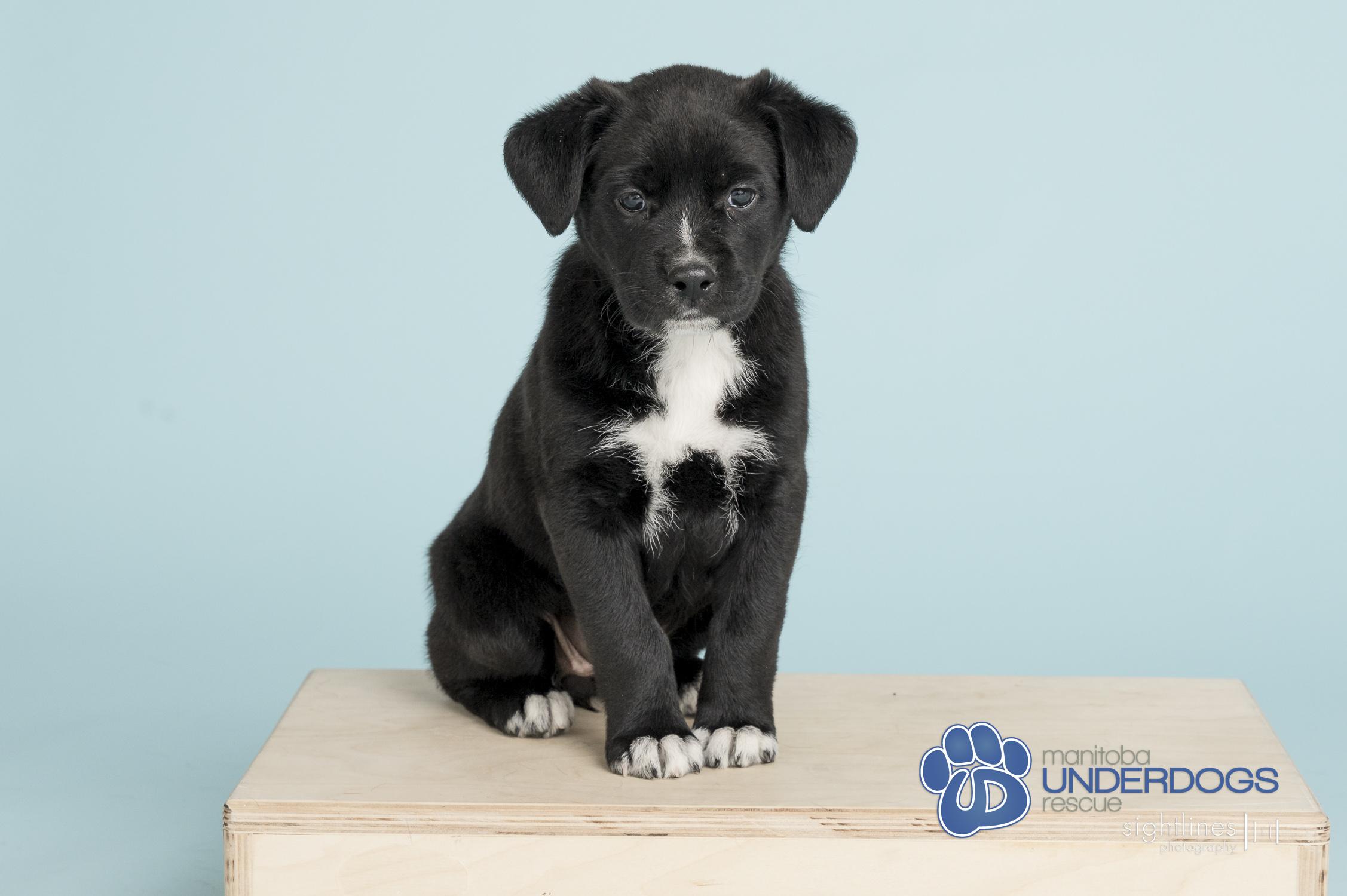 HQ, a Adoptable mixed breed in Winnipeg, MB image 1/4