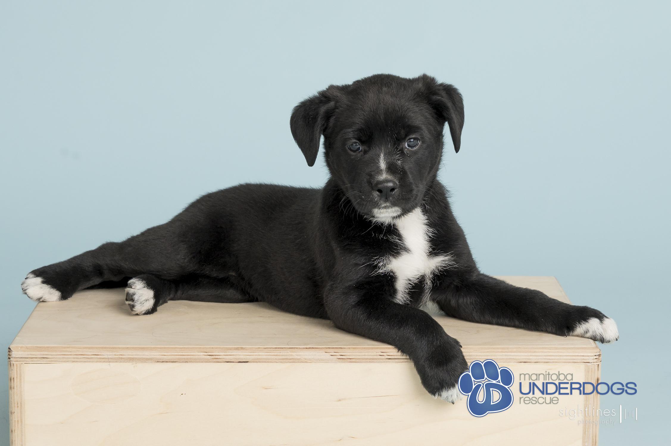HQ, a Adoptable mixed breed in Winnipeg, MB image 3/4