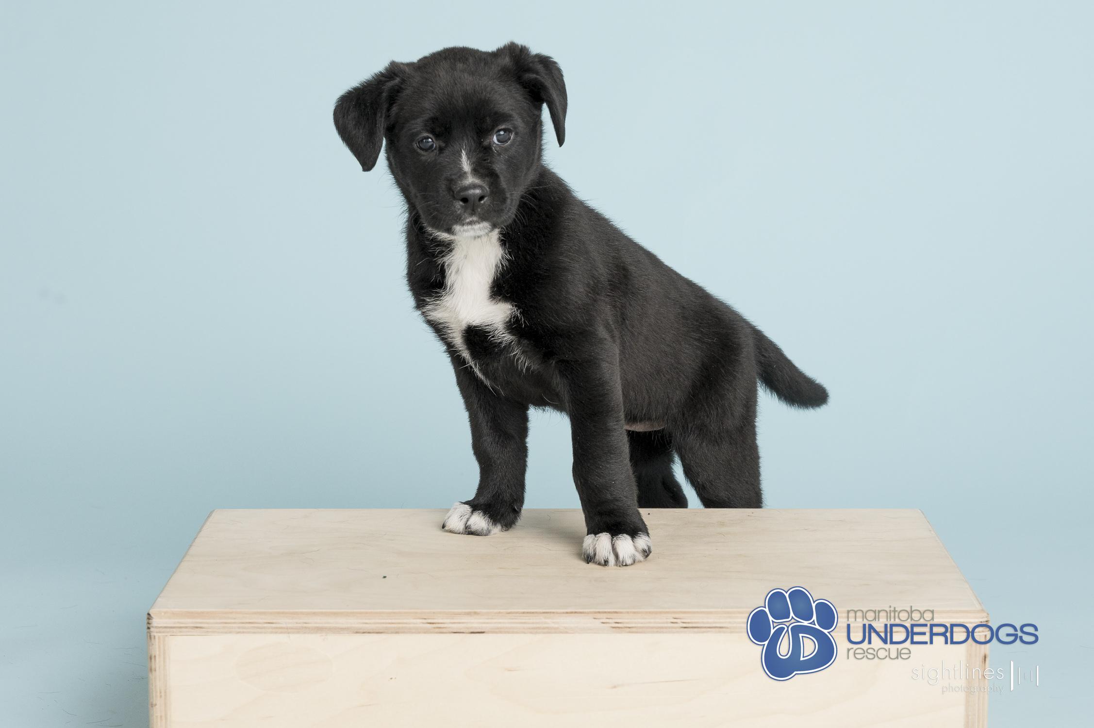 HQ, a Adoptable mixed breed in Winnipeg, MB image 4/4