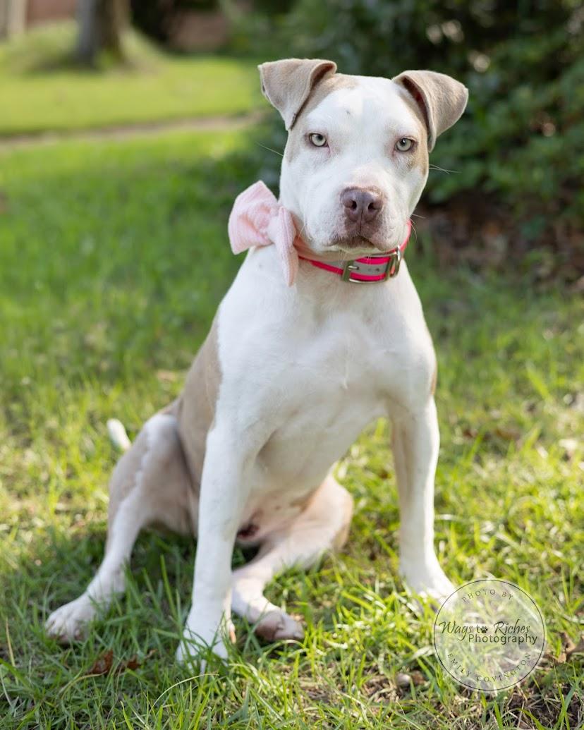 Cheesecake - Adopted photo