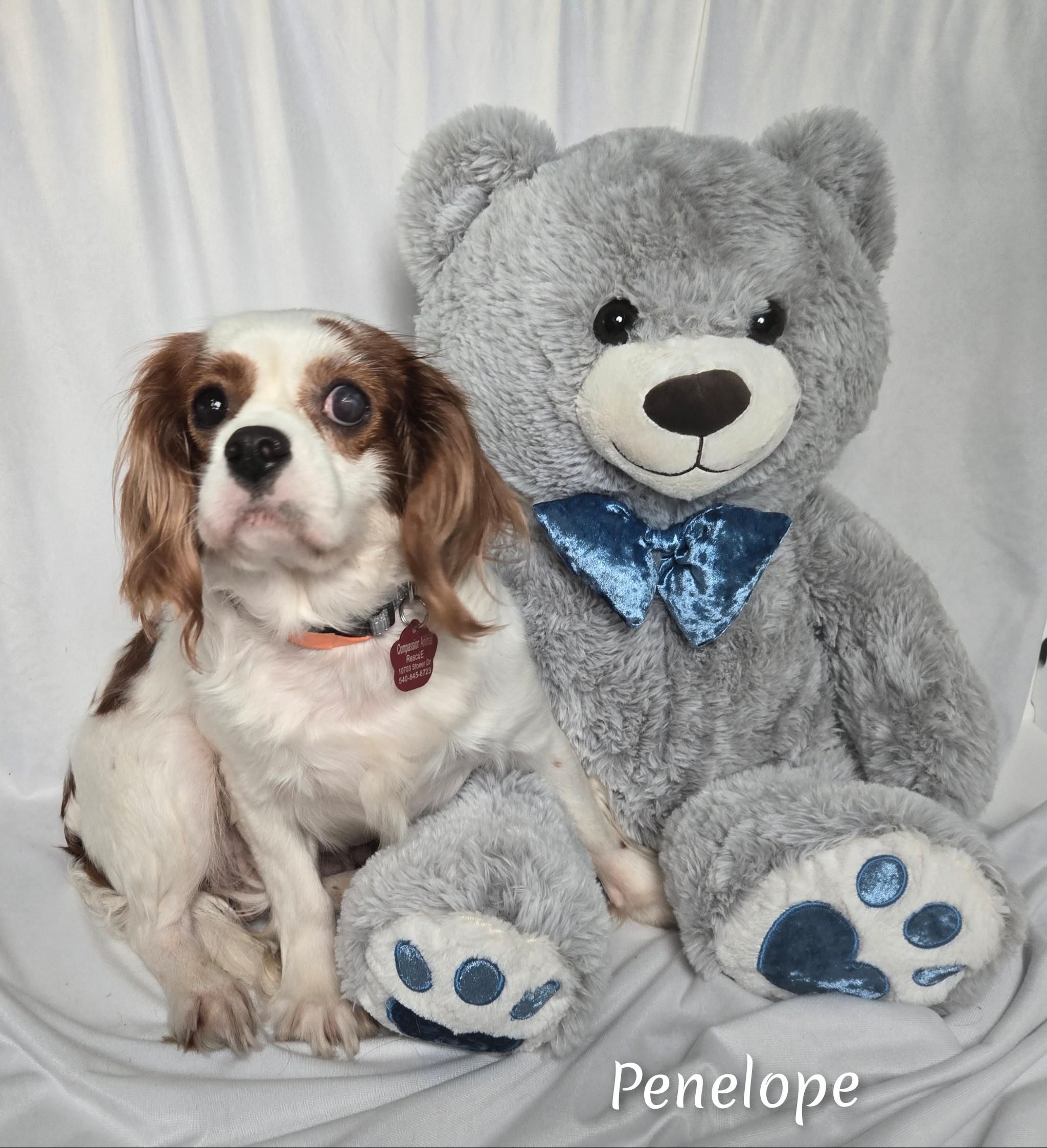 Penelope, a Adoptable Cavalier King Charles Spaniel in Fredericksburg, VA image 2/6