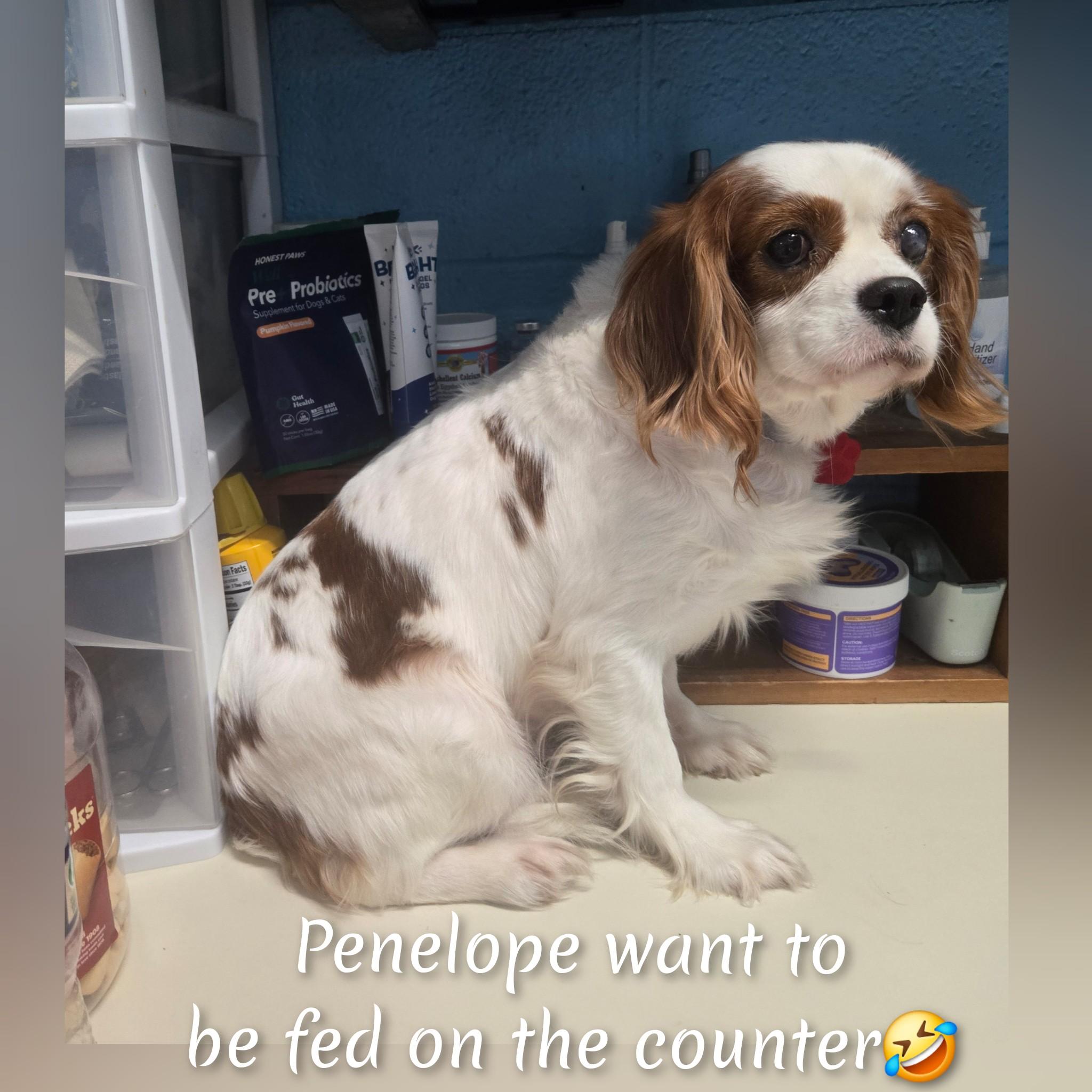 Penelope, Adoptable, Adult Female Cavalier King Charles Spaniel.