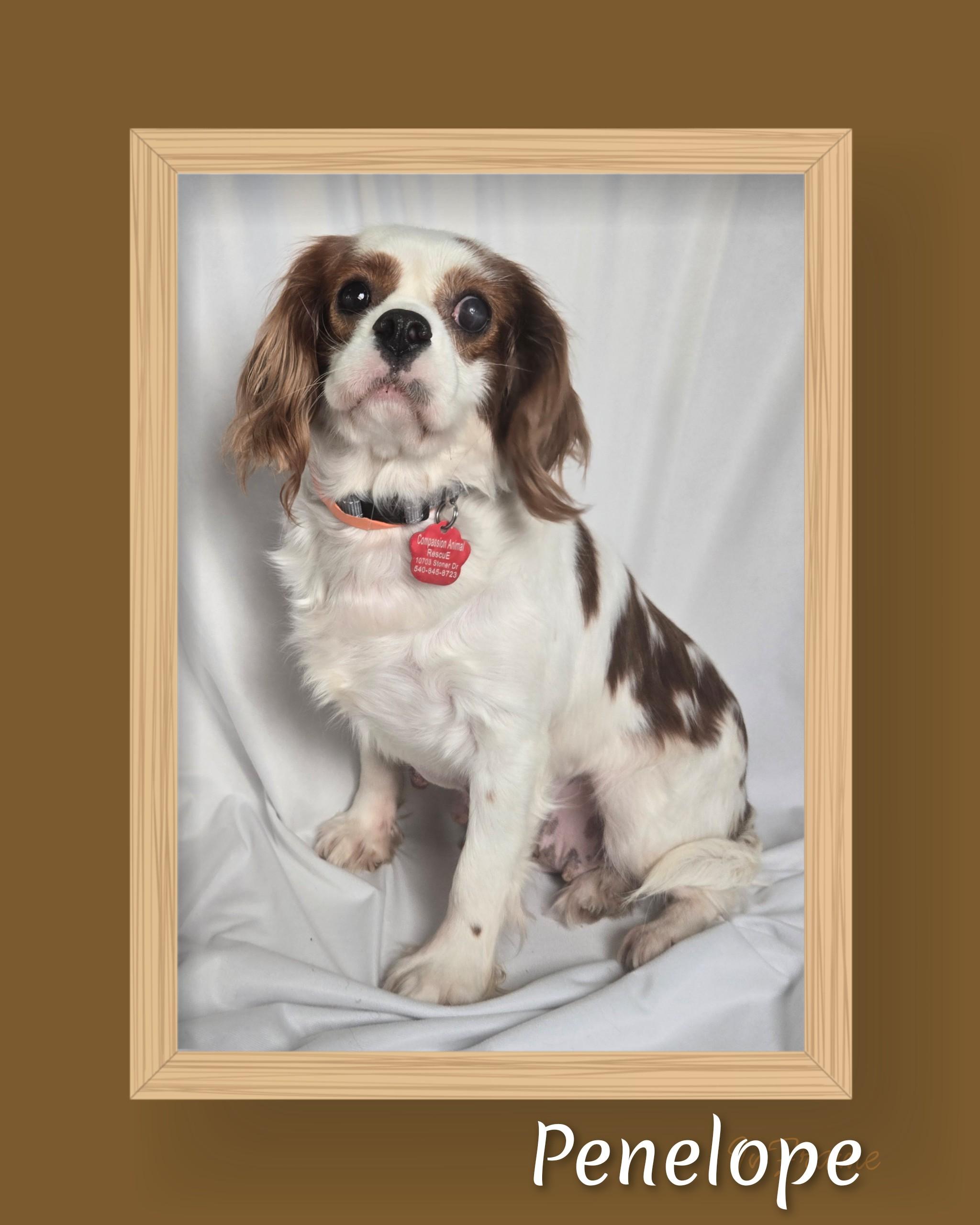 Penelope, a Adoptable Cavalier King Charles Spaniel in Fredericksburg, VA image 5/6