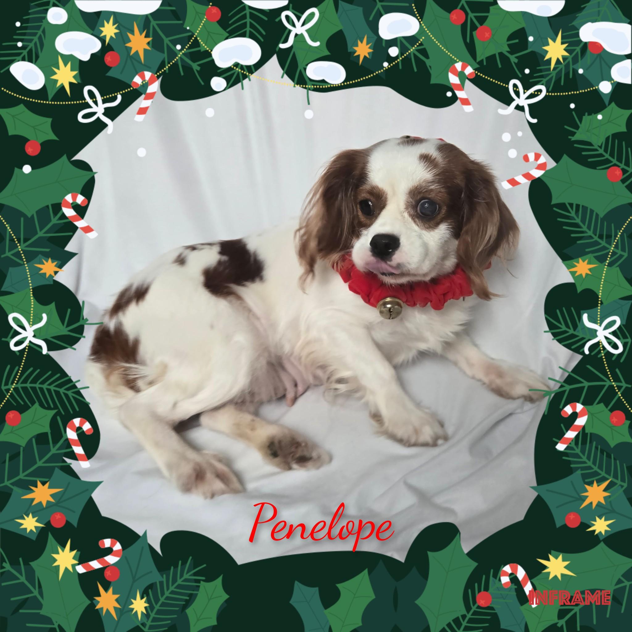 Penelope thumbnail 6