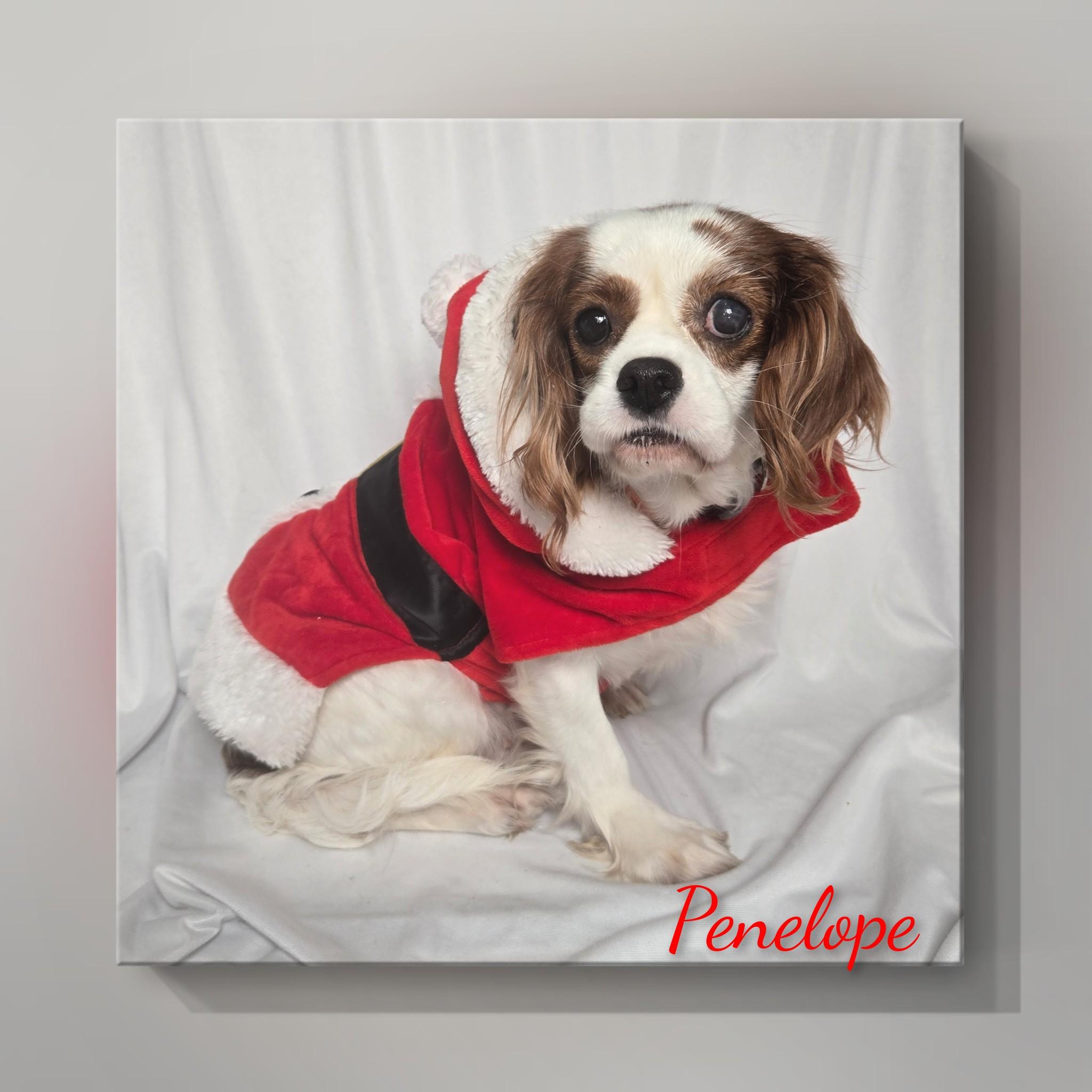 Penelope, Adoptable, Adult Female Cavalier King Charles Spaniel.