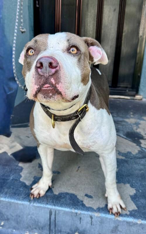 Bunny, Adoptable, Adult Female Pit Bull Terrier.
