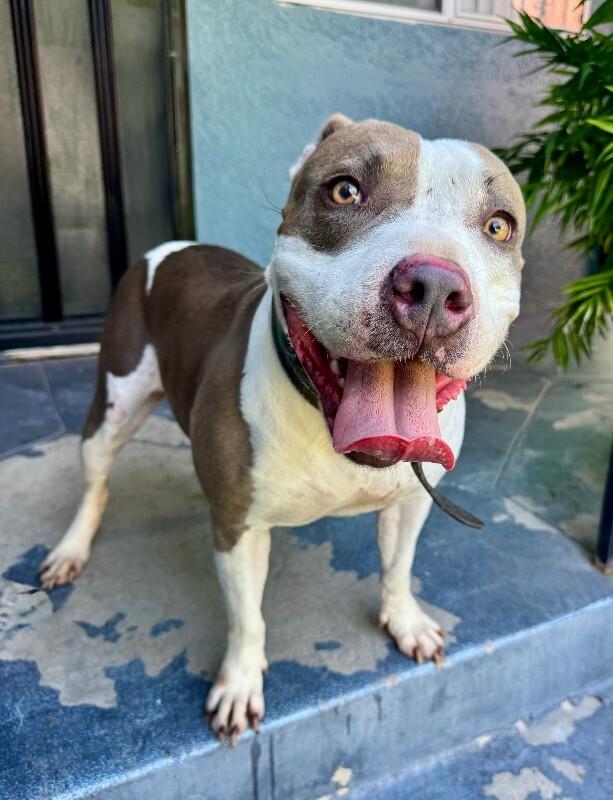 Enlarge Bunny, a Adoptable Pit Bull Terrier in Valley Village, CA image 2/3