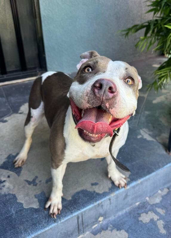 Enlarge Bunny, a Adoptable Pit Bull Terrier in Valley Village, CA image 3/3