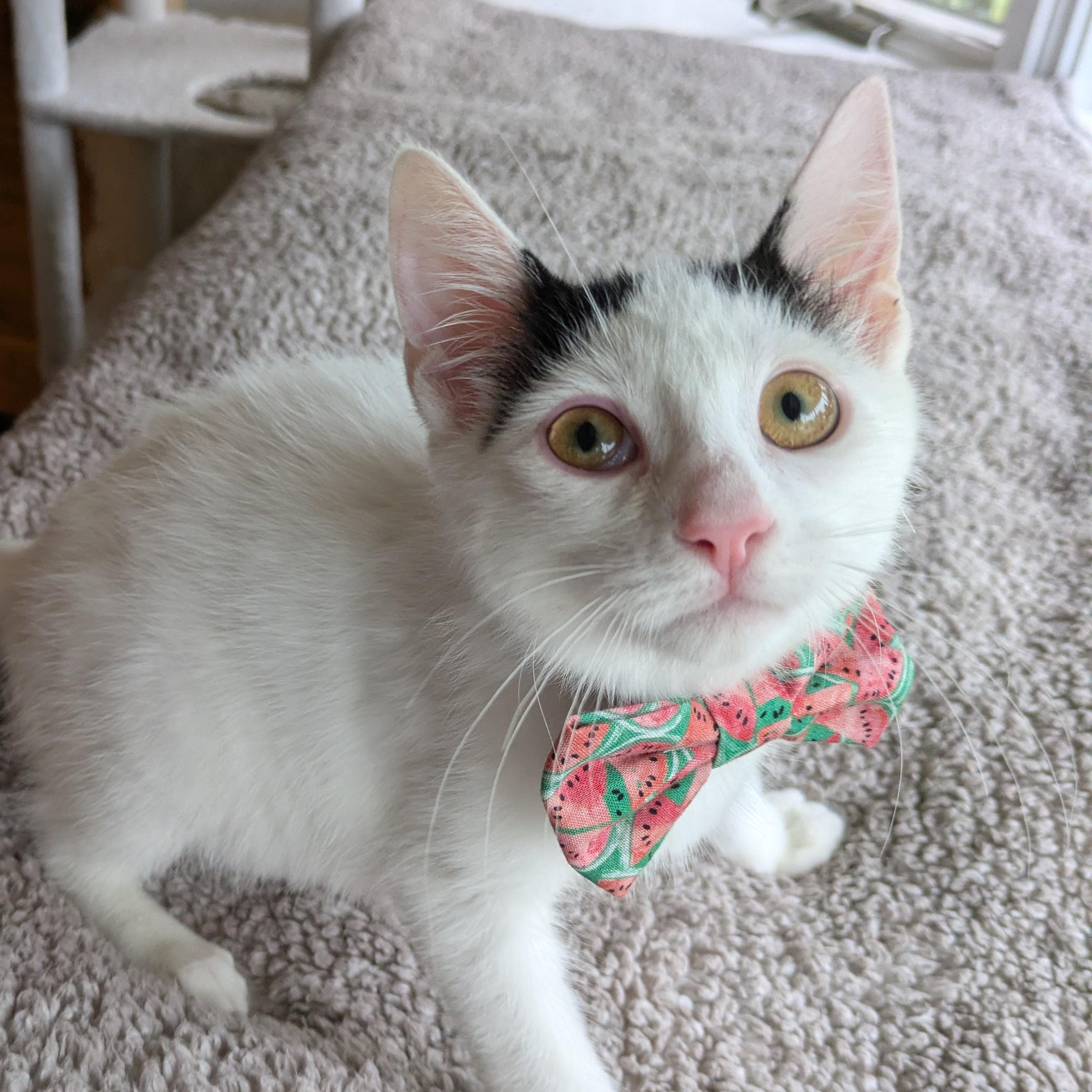 Hera, a ADOPTABLE Domestic Short Hair in Haddon Heights, NJ image 1/6