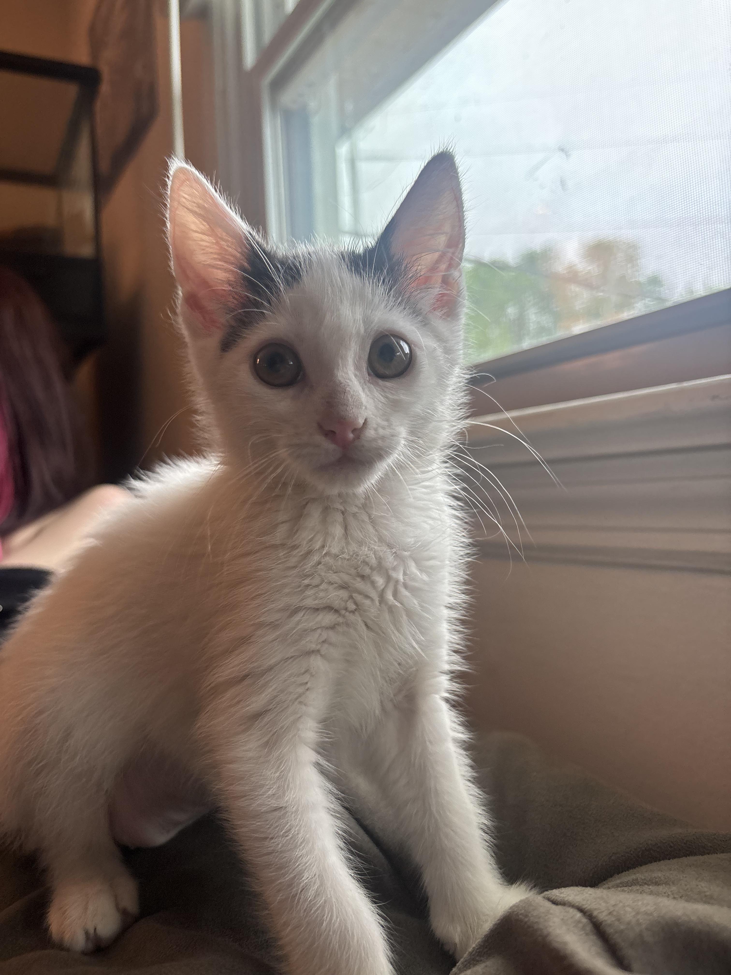 Enlarge Hera, a ADOPTABLE Domestic Short Hair in Haddon Heights, NJ image 1/3