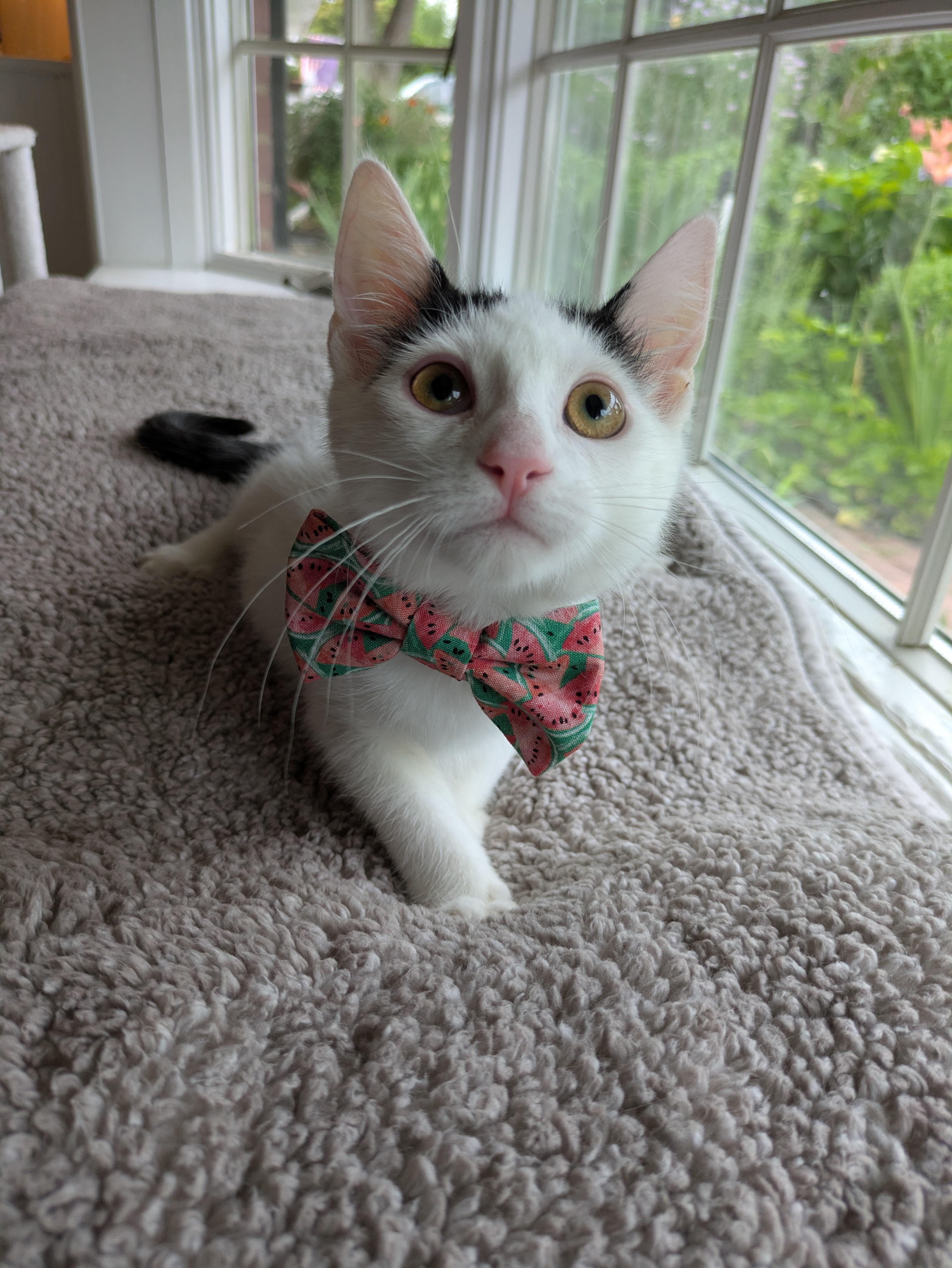 Hera, a ADOPTABLE Domestic Short Hair in Haddon Heights, NJ image 6/6
