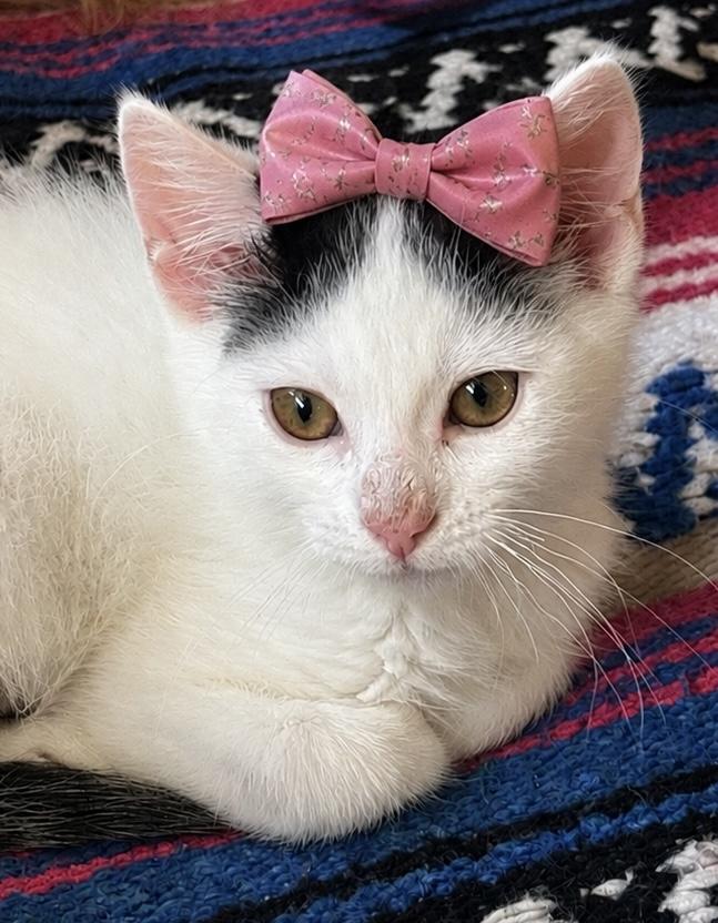Hera, a ADOPTABLE Domestic Short Hair in Haddon Heights, NJ image 2/6