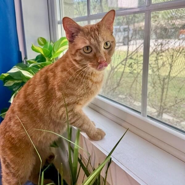 Leo the Lion — thumbnail 5