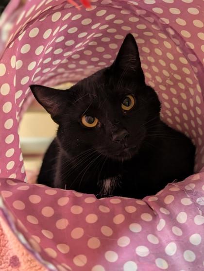Capitol, Adoptable, Kitten Male Domestic Short Hair & Domestic Short Hair.
