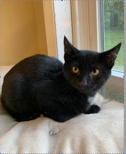 Capitol, a Adoptable Domestic Short Hair in Bloomsburg, PA image 2/2