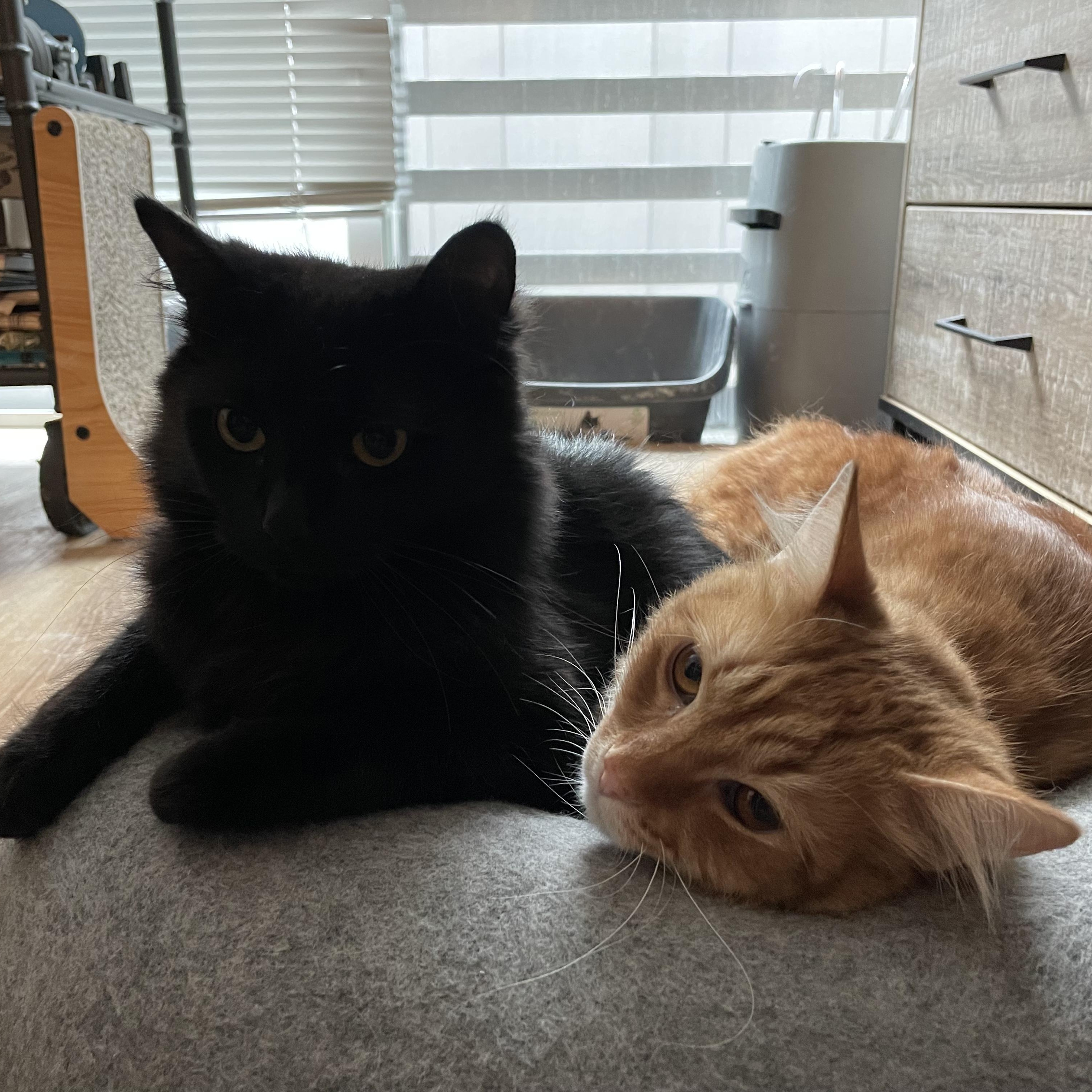 Okie and Smokie - "Wobbly" Brothers Looking for Sponsors, a Adoptable mixed breed in Seattle, WA image 4/5