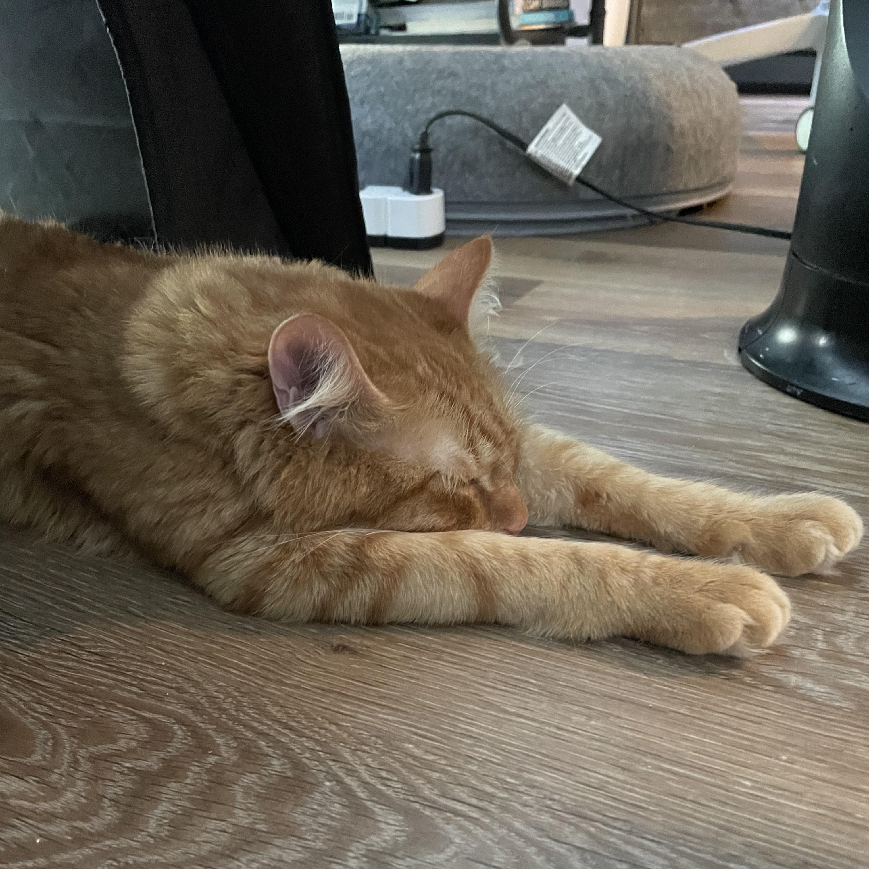 Okie and Smokie - "Wobbly" Brothers Looking for Sponsors, a Adoptable mixed breed in Seattle, WA image 5/5